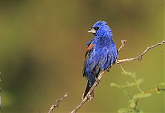 Blue Grosbeak